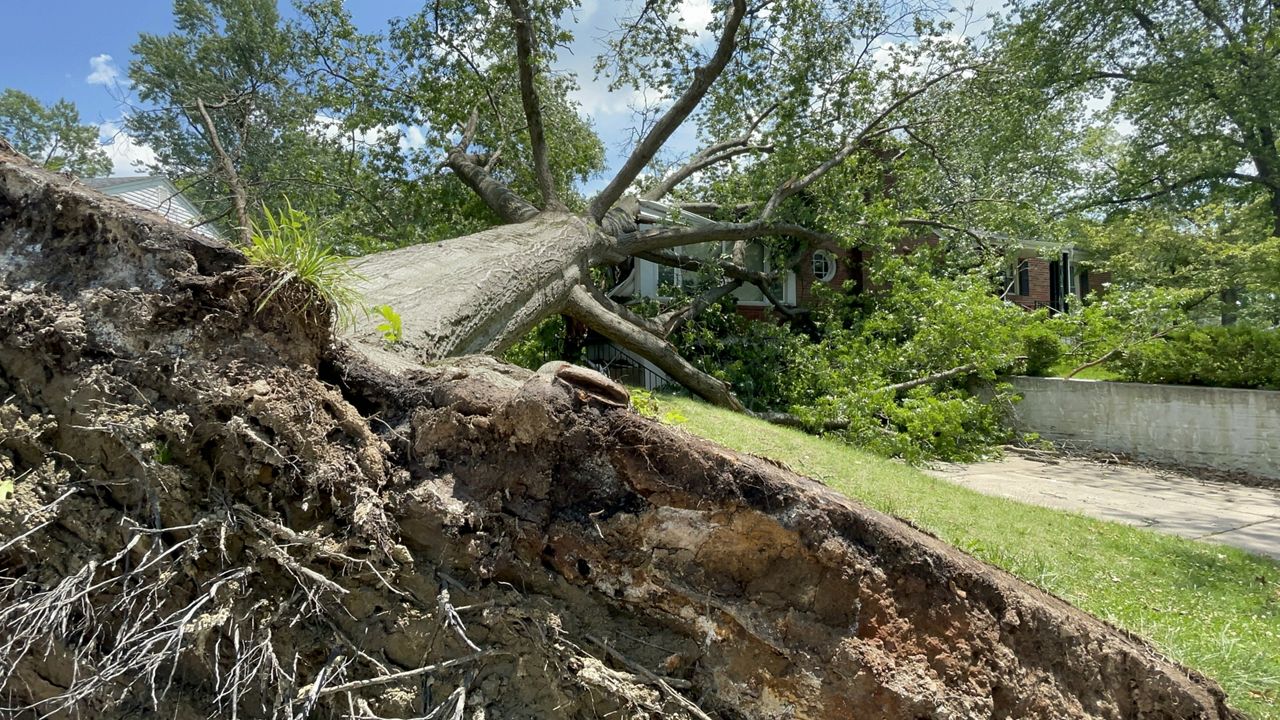 A huge tree topples onto a yard in University City, Mo. (Spectrum News/Gregg Palermo)