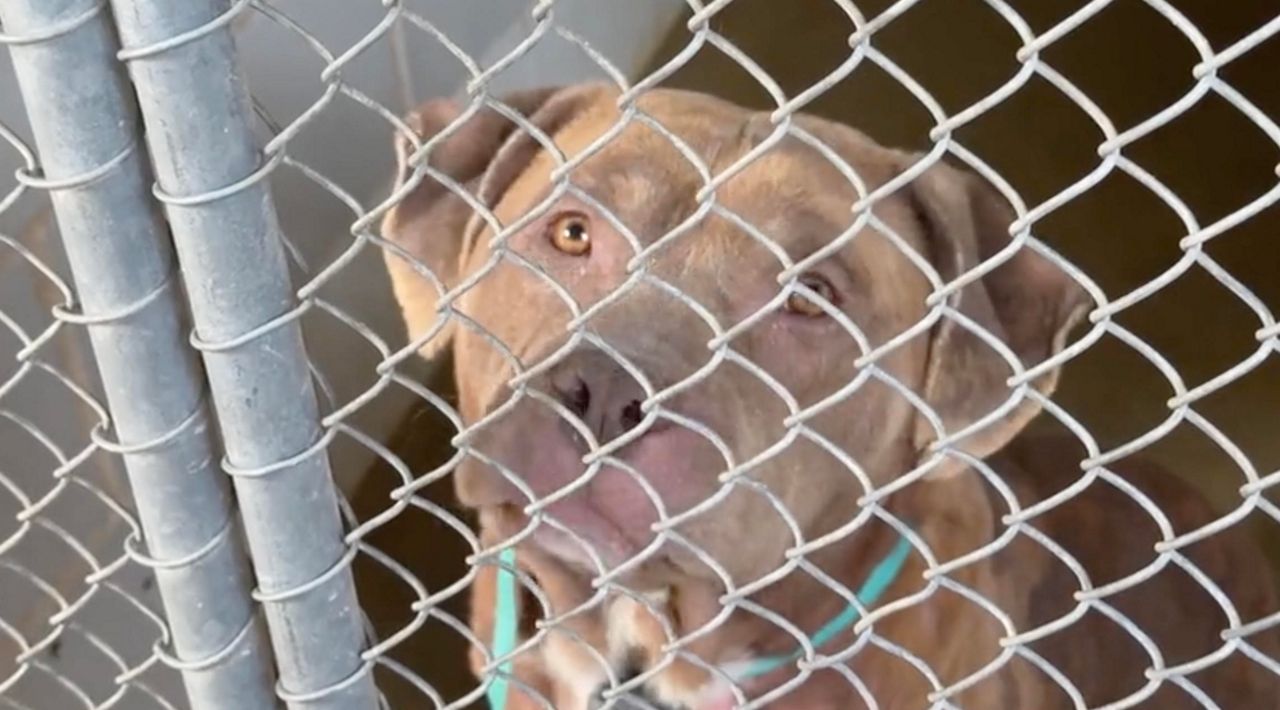 Animal shelter inflation