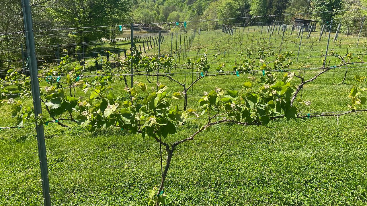 Winery 