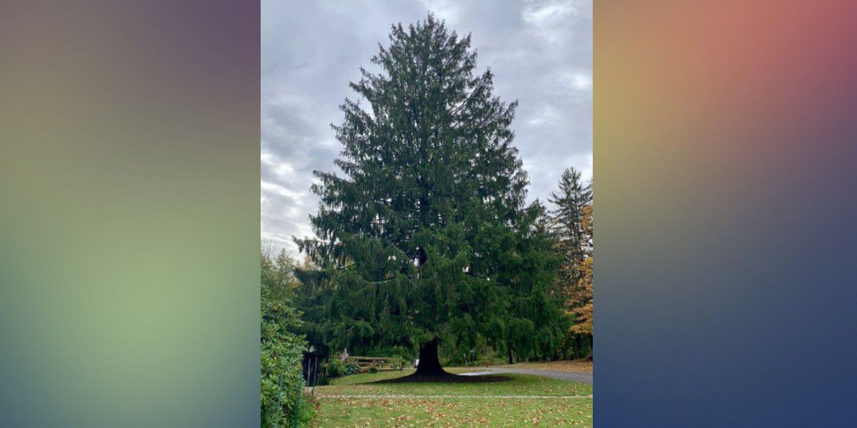 Árbol de Navidad.