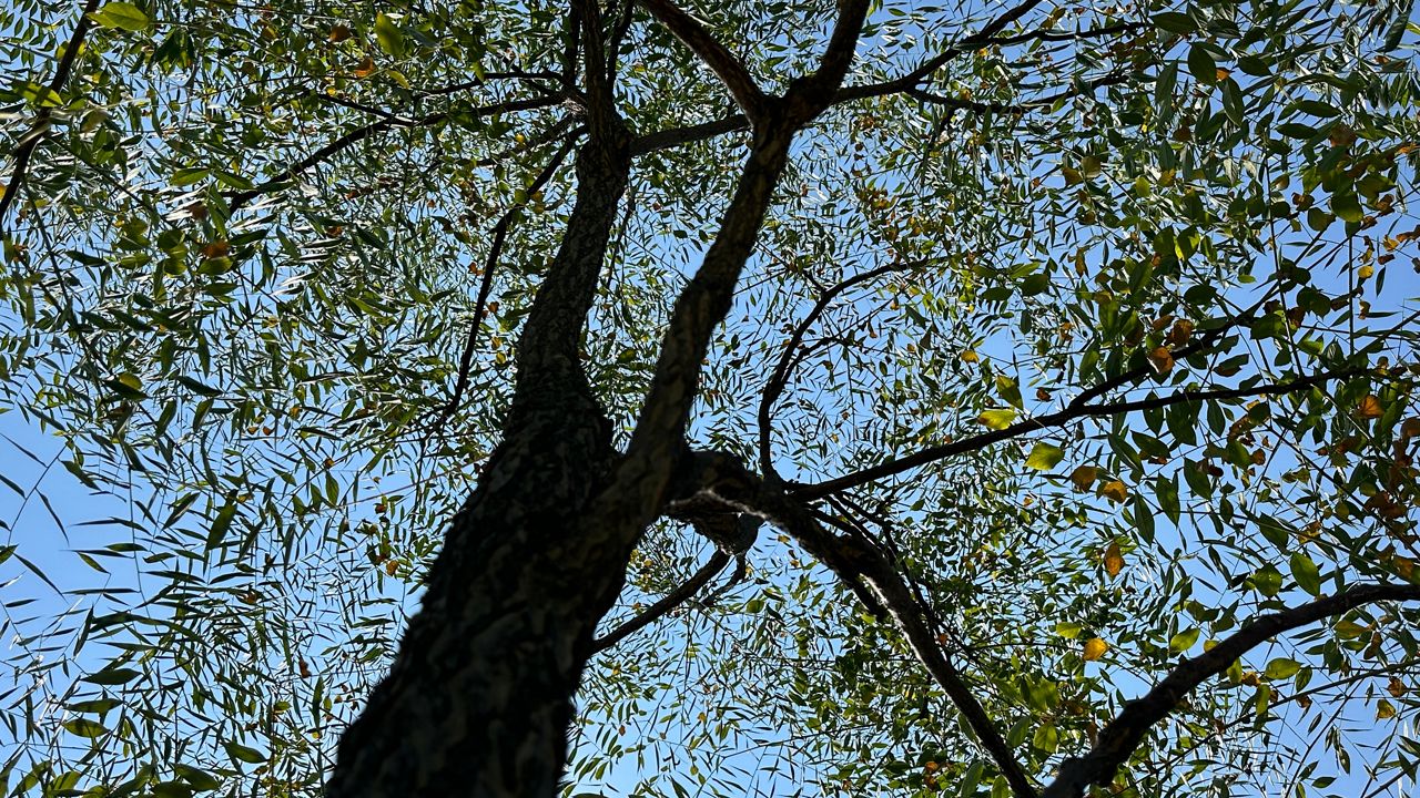 Trees are “medicine,” says a new study from Louisville