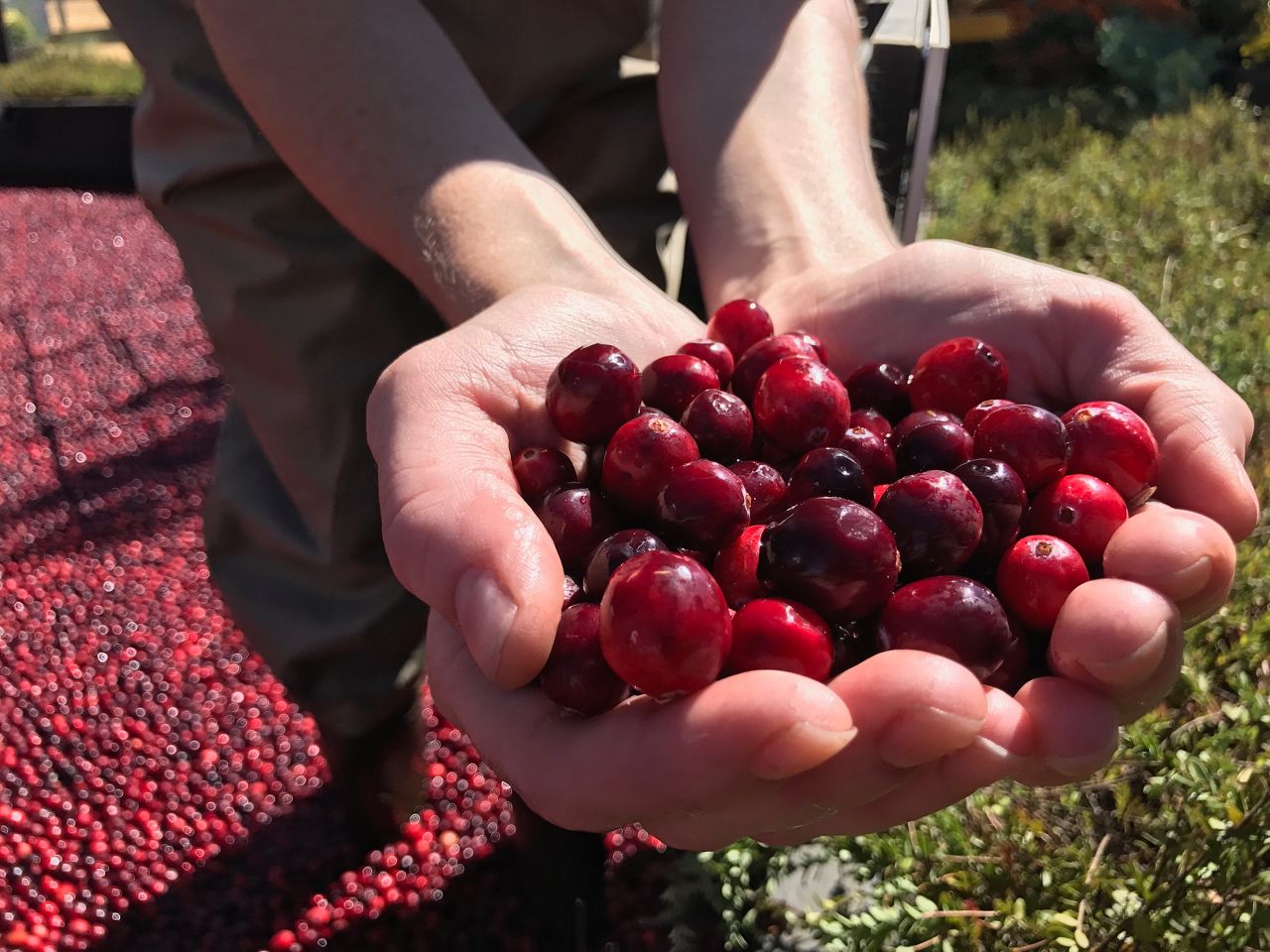 Wisconsin to be the nation's top cranberry producer