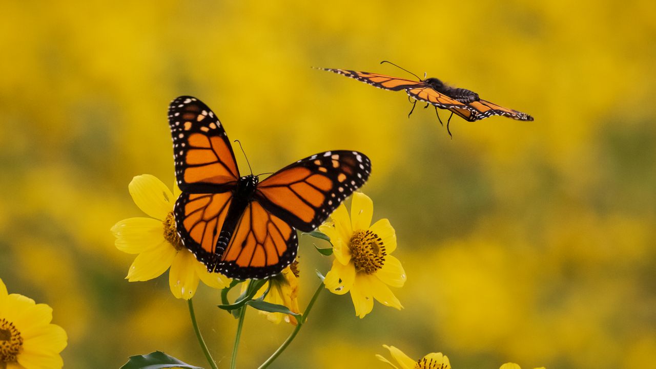 Trump administration delays decision on monarch protections