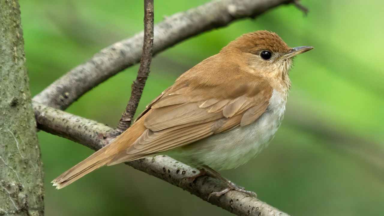 A veery in Central Park in Manhattan.