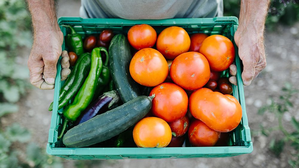 Close up view of a hispanic farmer man holding harvested vegetables box while works in a vegetable garden. Agriculture and organic food concept.