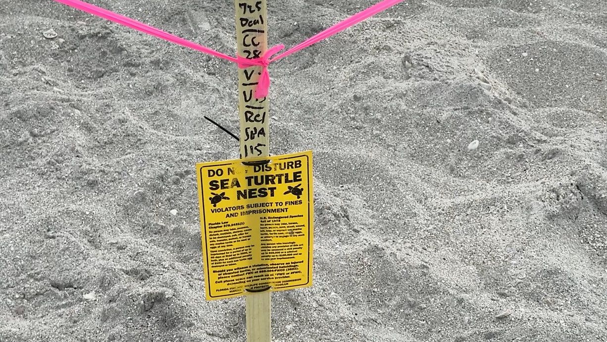 Volunteers work to save turtle nests through the Venice Shore Protection Project
