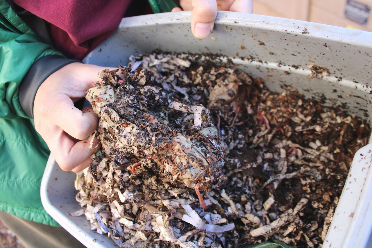 Reducing down your meals waste with worms