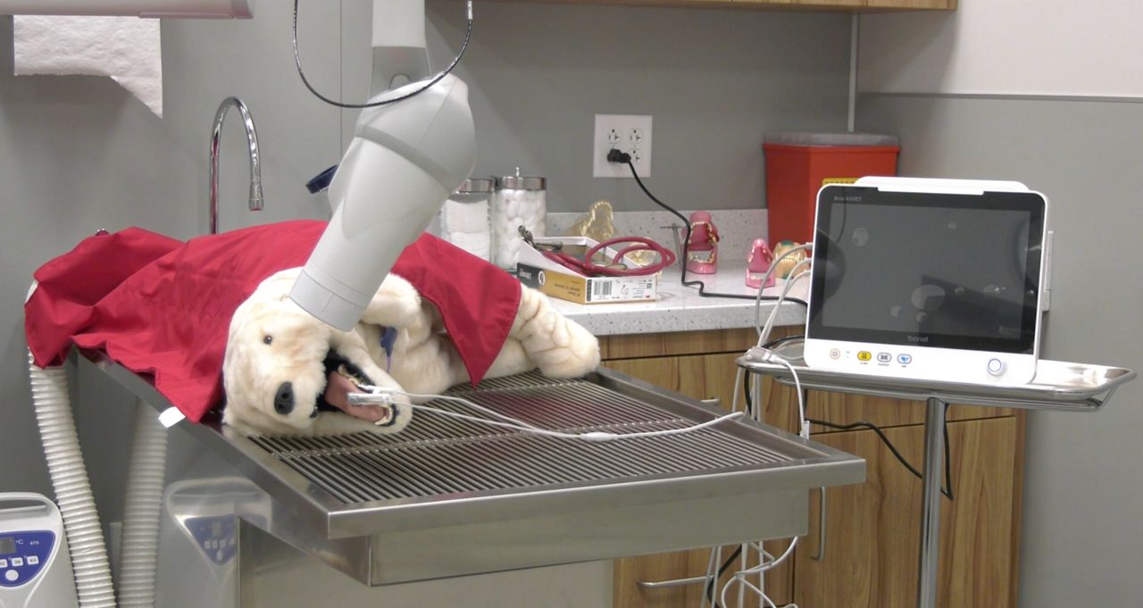 New York in need of vet techs across the state