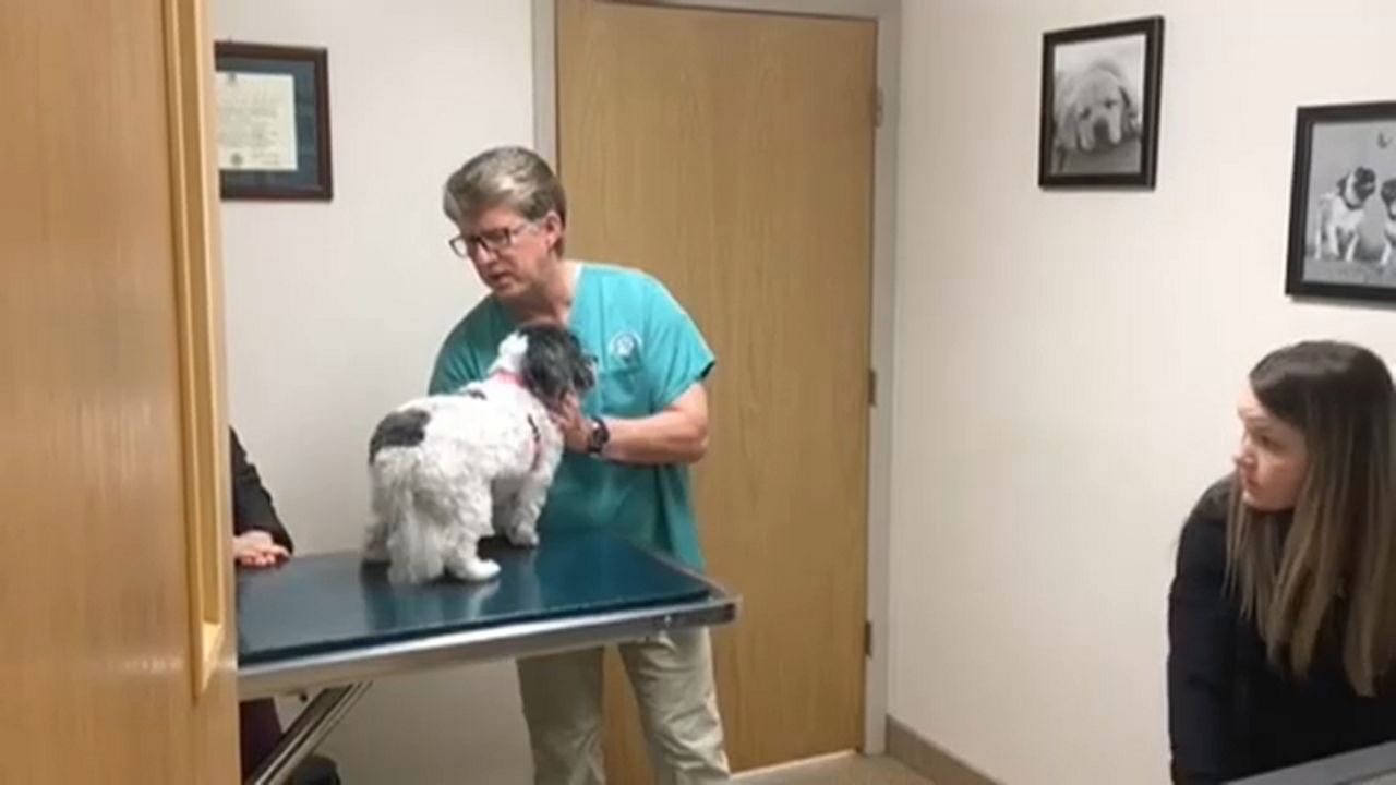 Hilton Veterinary Hospital Changes Visit Procedures
