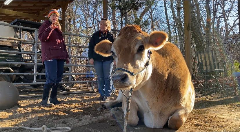 North Carolina faces shortage of large-animal veterinarians