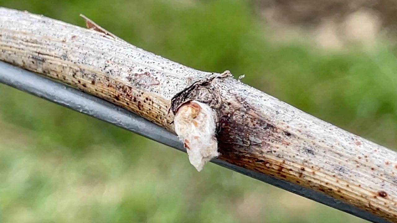 Finger Lakes vineyard continues adapting to weather