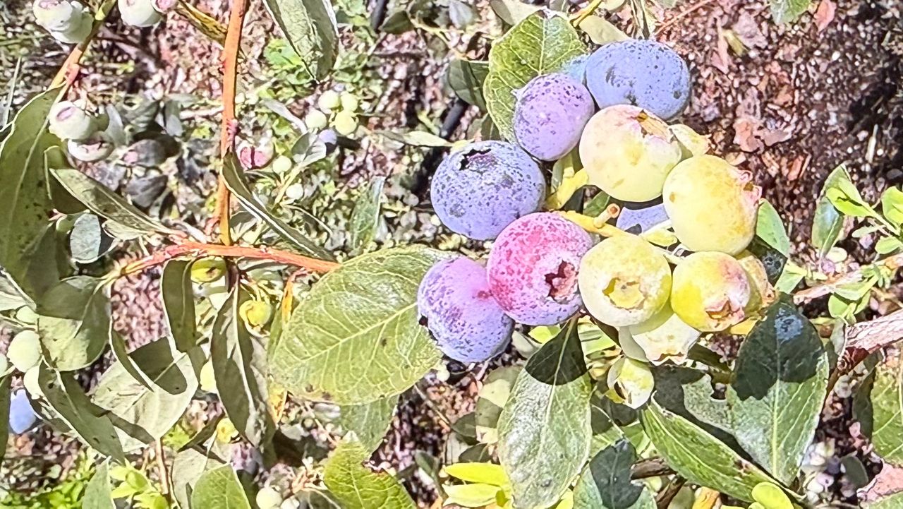 Berries by the pound, wine and spreads await at Bellablue Berry Farm and Winery