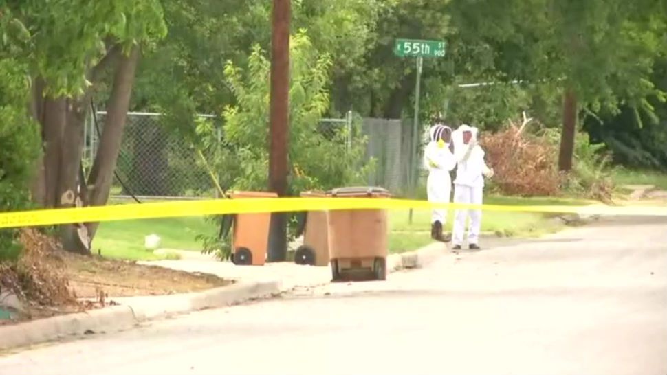 Scene where beekeepers worked to corral the swarm. (Spectrum News footage)