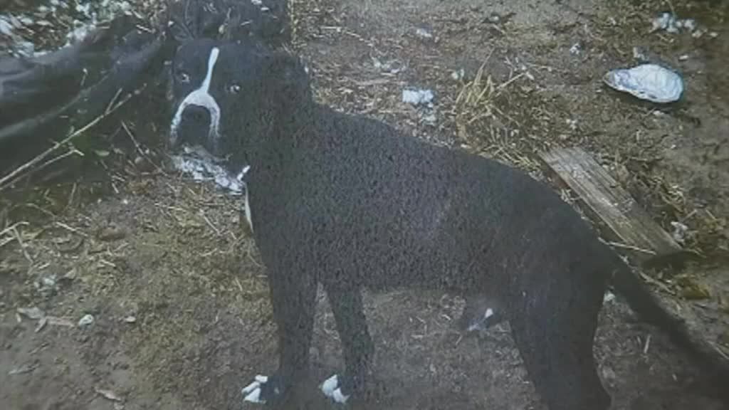Animal Cruelty Now on FBI's Radar