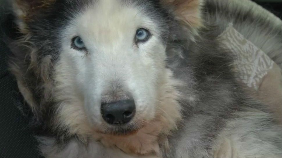 Friends of missing pilot complete dog rescue mission
