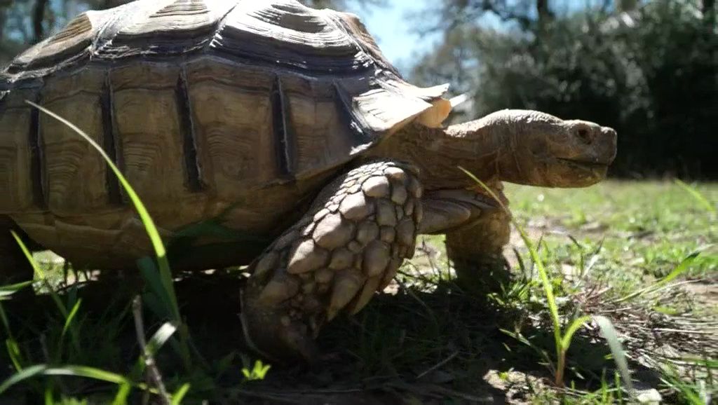 Central Texas Tortoise Rescue Provides One Shell of a Home