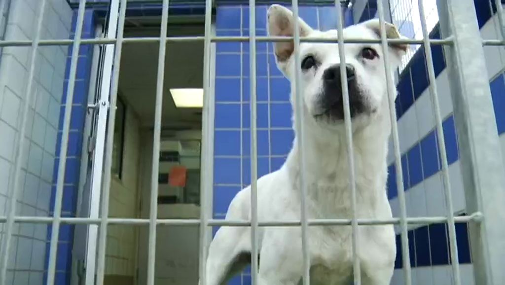 Austin Rejects Spay Neuter Policy for Stray Pets
