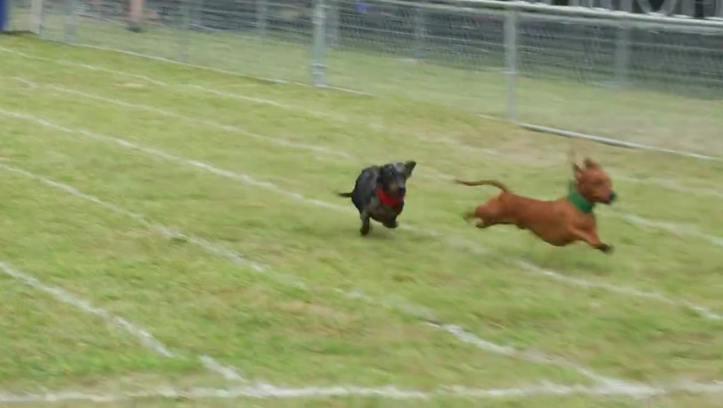 Buda Wiener Dog Races Mark 20 Years