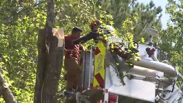 Man is rescued from tree.