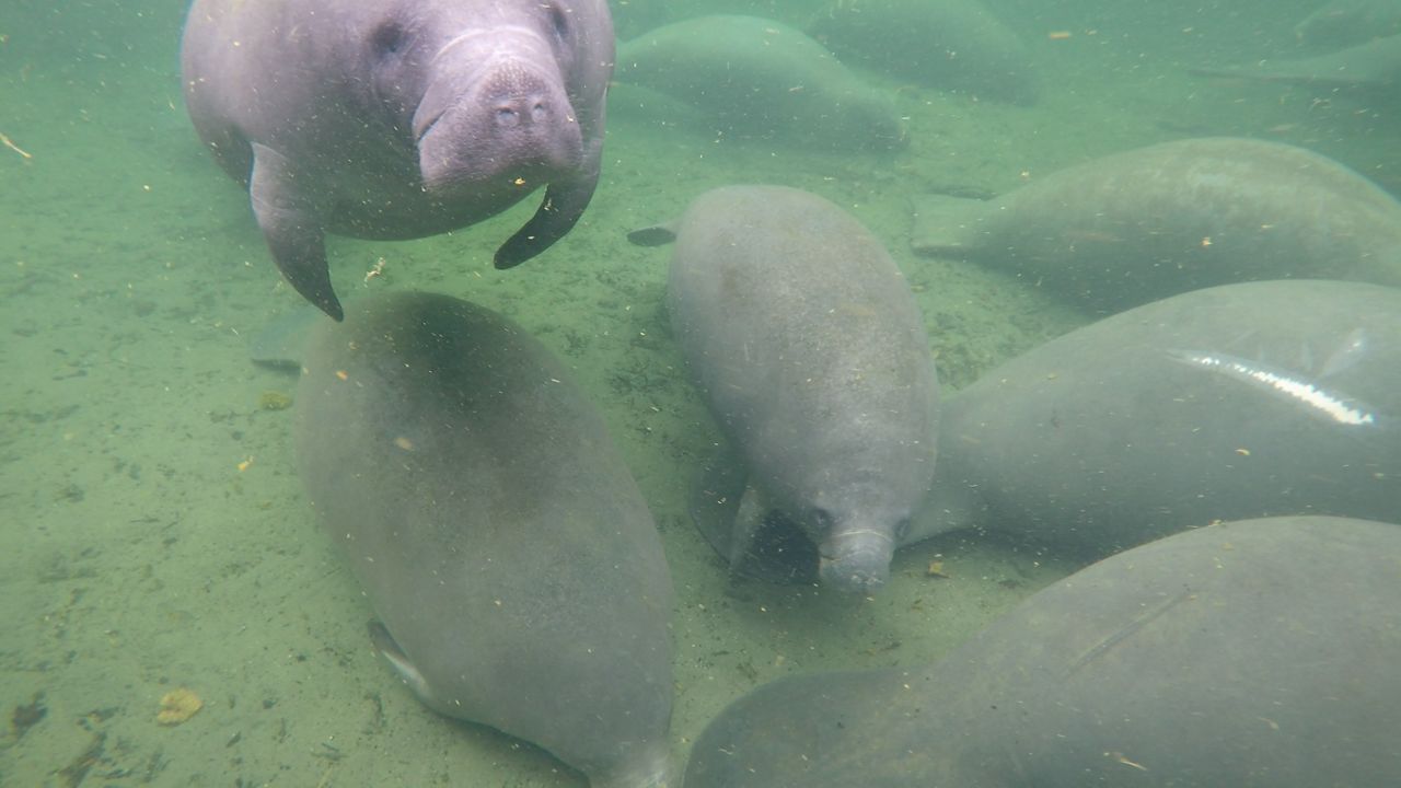 Record breaking number of manatees spotted at Blue Spring