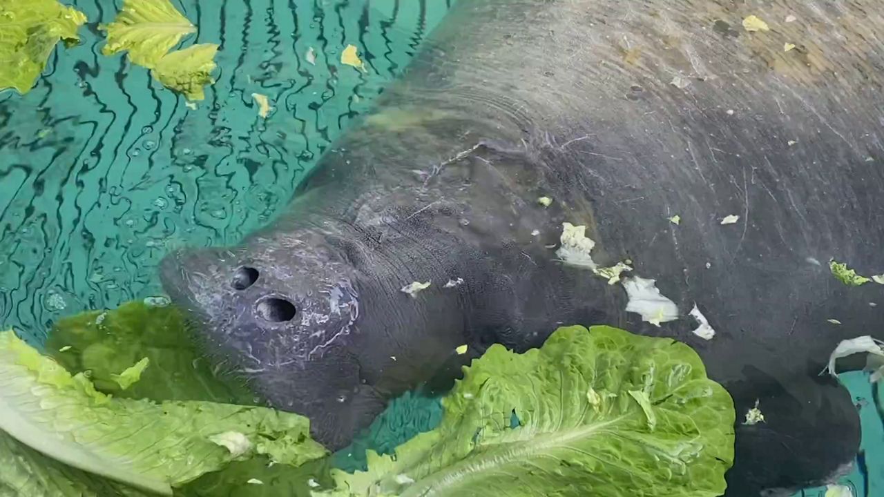 SeaWorld Orlando first manatee rescued in North Carolina
