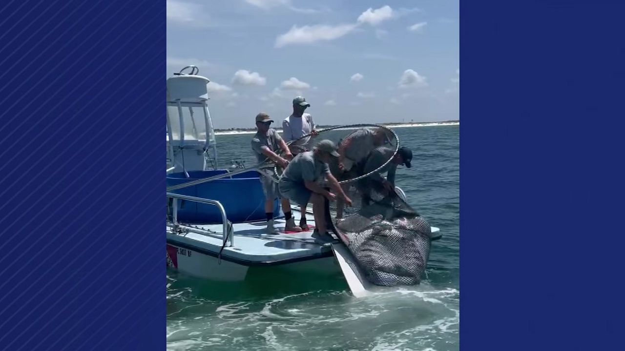 Florida bills aim to stop capture of vulnerable aquatic animals for exhibits and education