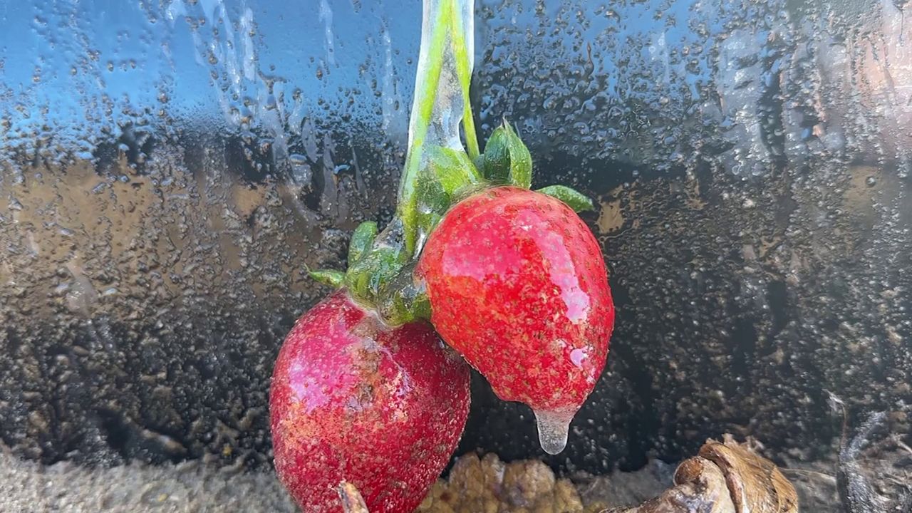 Fruit farmer says cold weather is causing damage to Florida crops