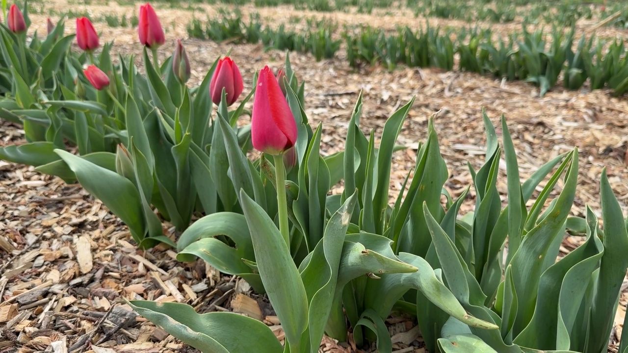 Farmers grapple with the challenge of rapid change in temps