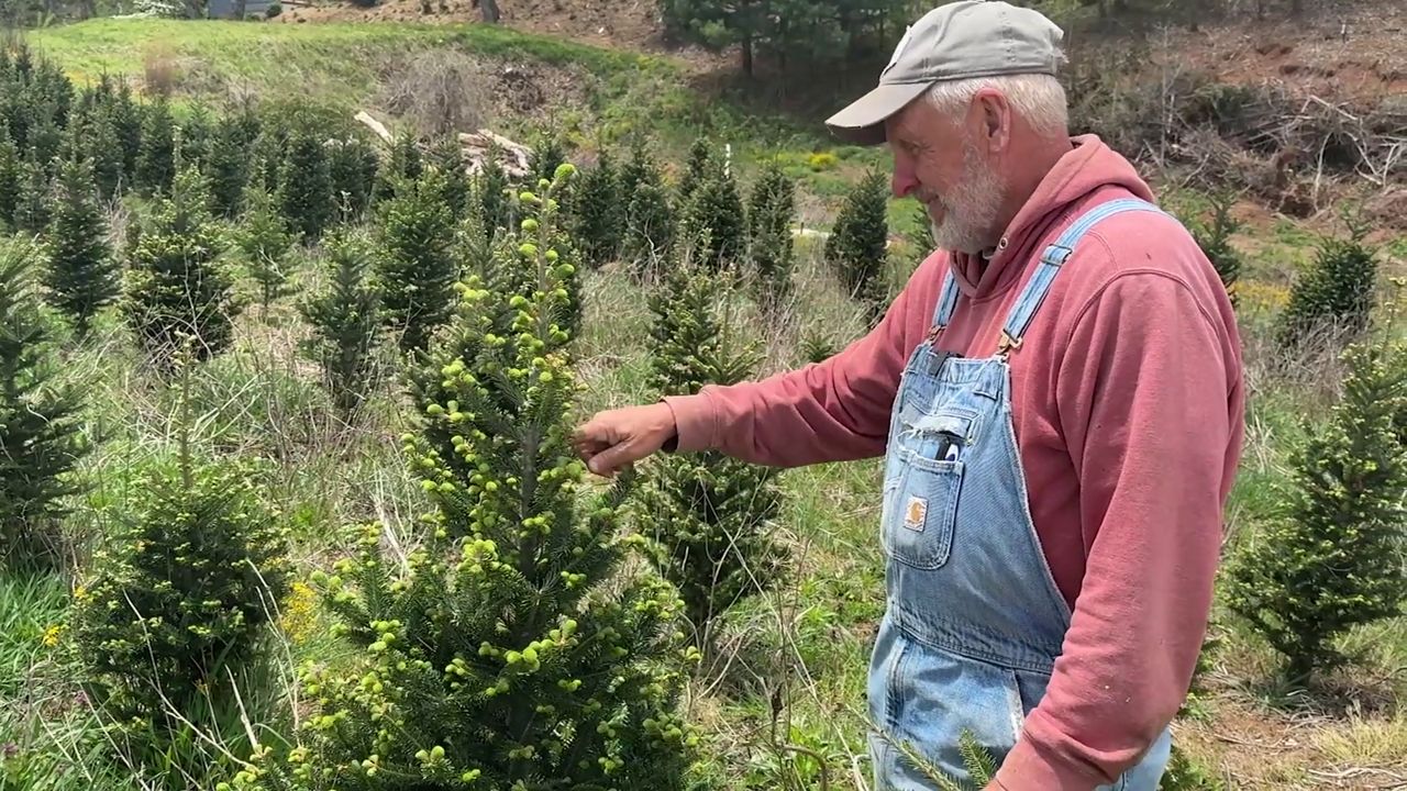 Drought causing issues for Christmas tree farmers