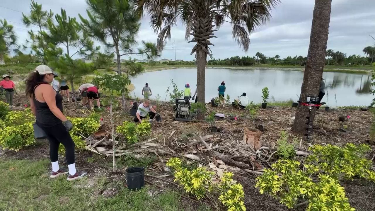 Sarasota microforest fights flooding in Palmer Ranch community