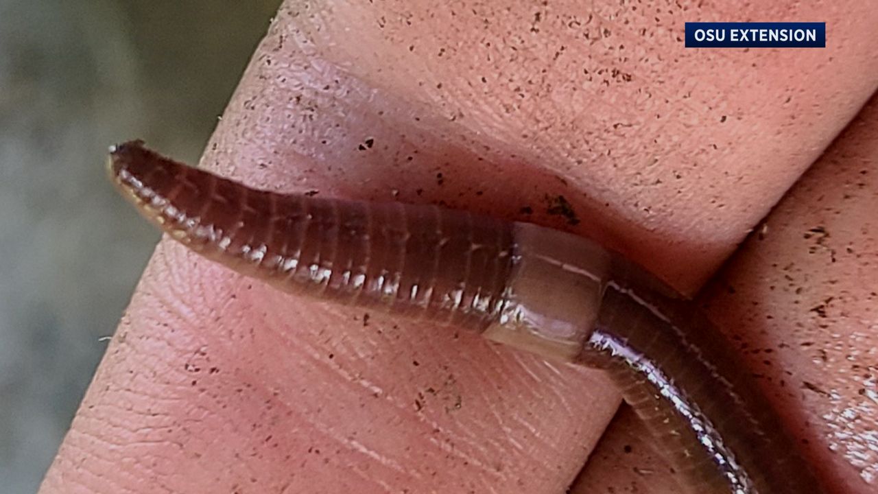 Watch Out For The Asian Jumping Worm