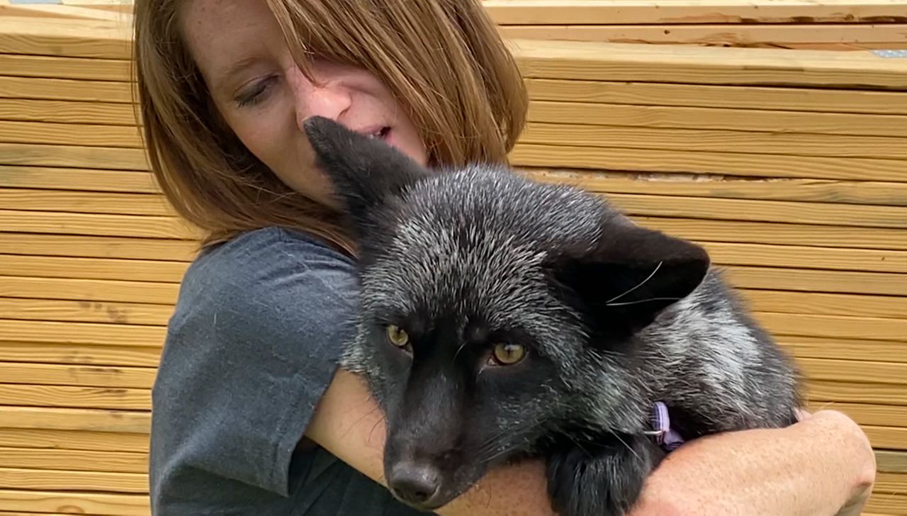 Wild Fox Rescue to open in Licking County, Ohio