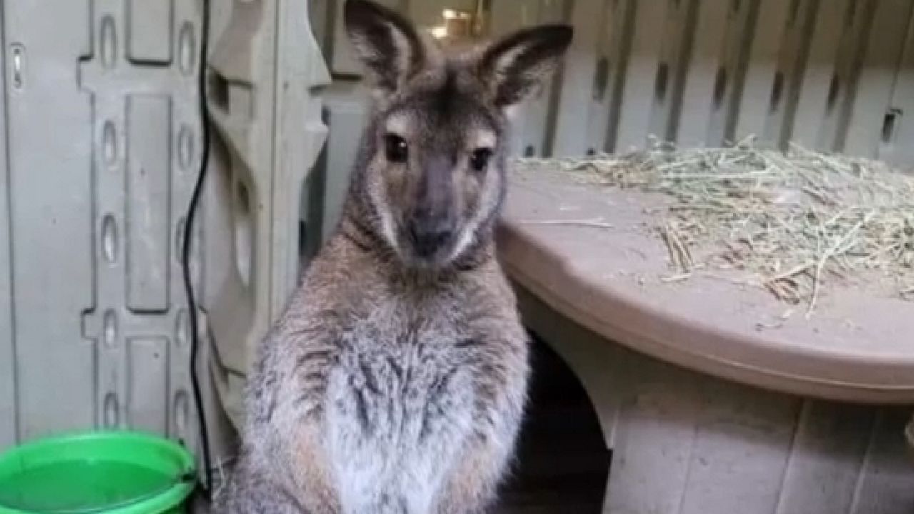 Wallaby escapes from Noah's park in Goshen