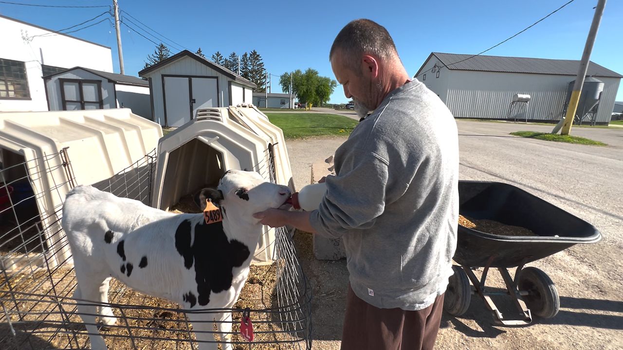 Wisconsin inmates learning new skills on dairy farm