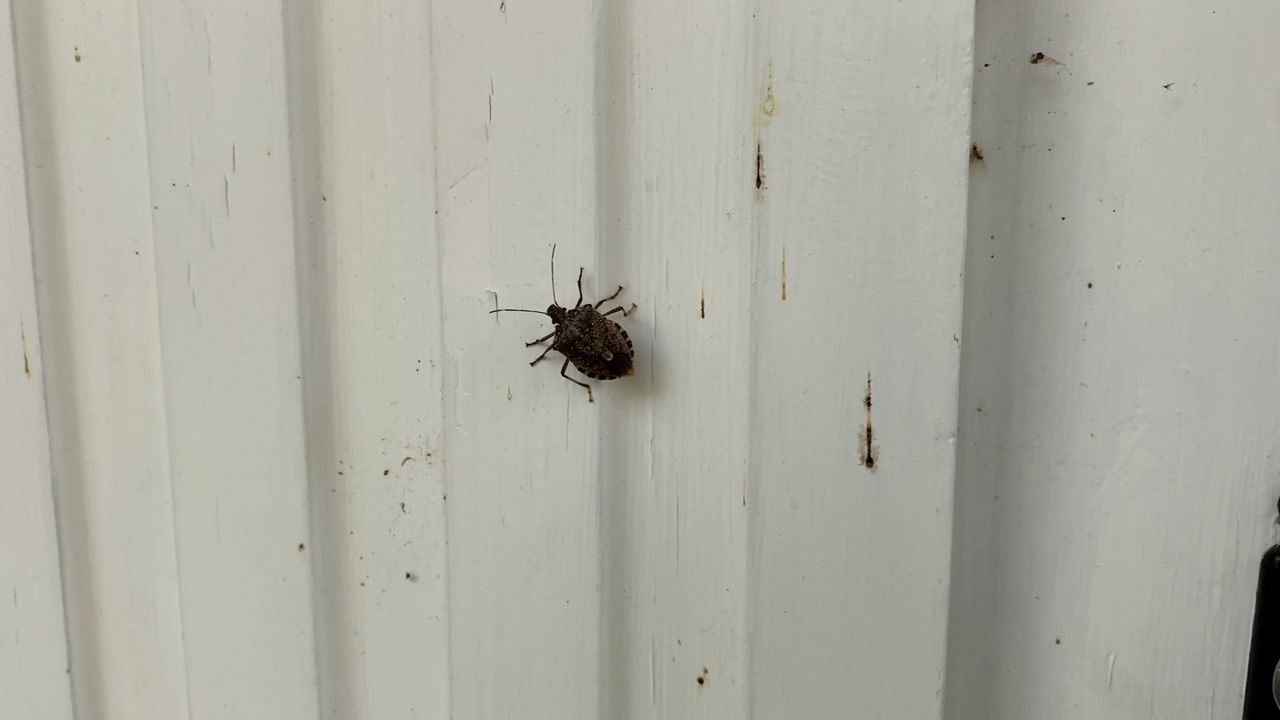 Warmer weather brings insects