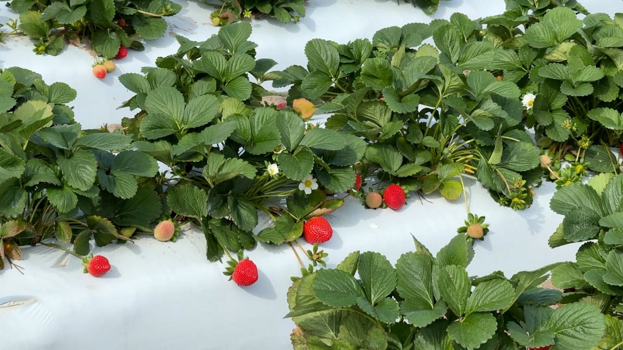 Clermont U-Pick farm monitors upcoming cold temperatures, affecting crops