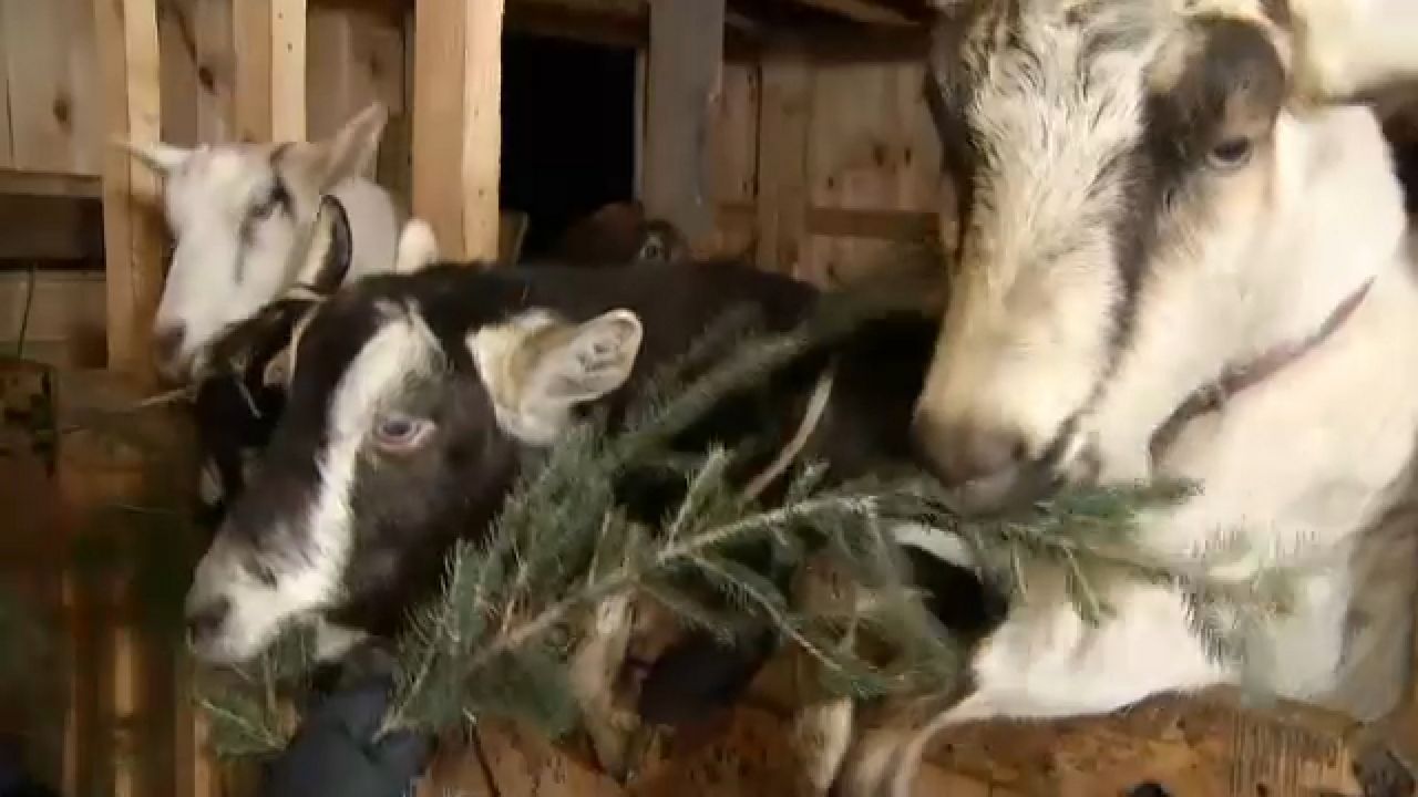 Dispose of your Christmas tree at Let's Goat Buffalo