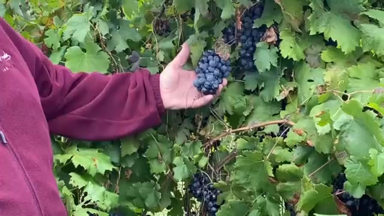 56th annual Festival of Grapes opens Friday in Silver Creek