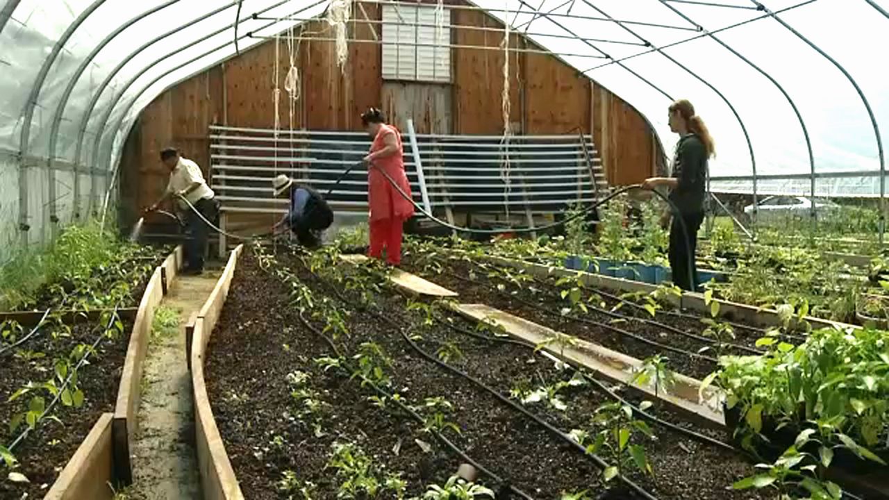 Green_Shoots_Gardens_Helping_Refugees_Grow_Roots_In_Buffalo