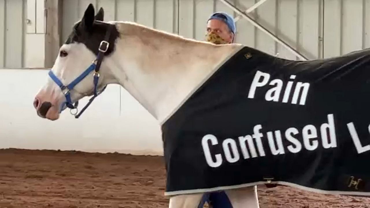 Horses Help WNY Veterans With Stress and Anxiety