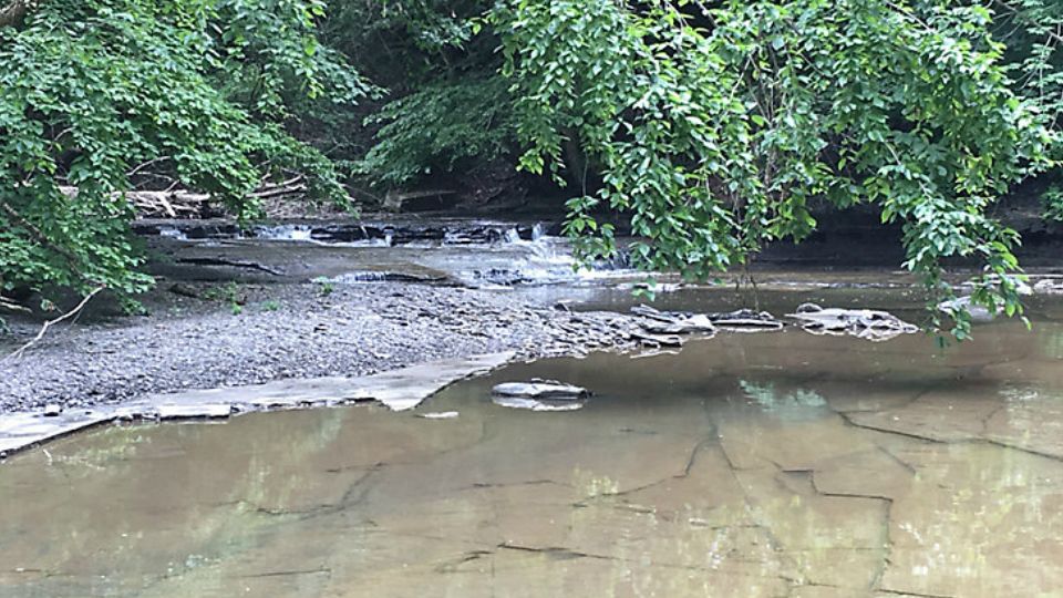 WNY Land Conservancy Gets Challenge Gift for Mossy Point