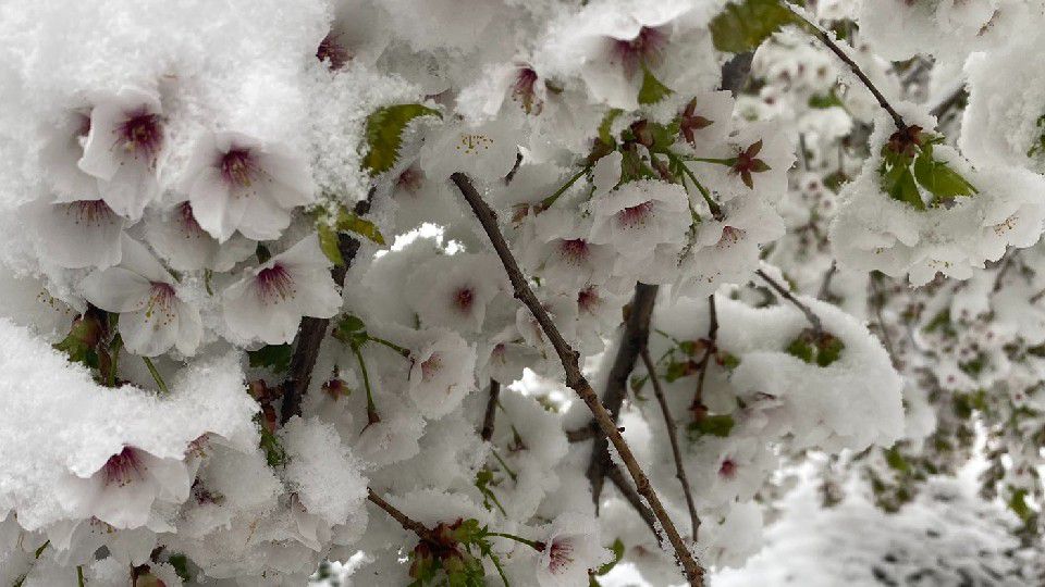 snow blossom