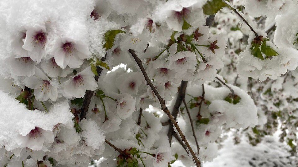 Snow on April 1, how Mother Nature has fooled Buffalonians before