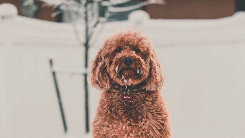 dog in snow