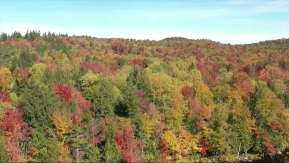Red, yellow and green trees