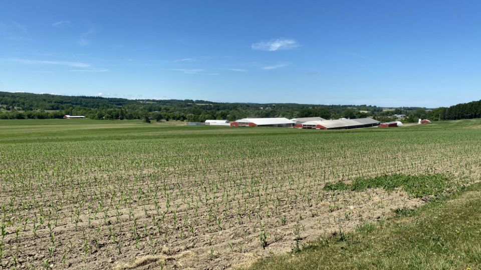 CNY Farm field