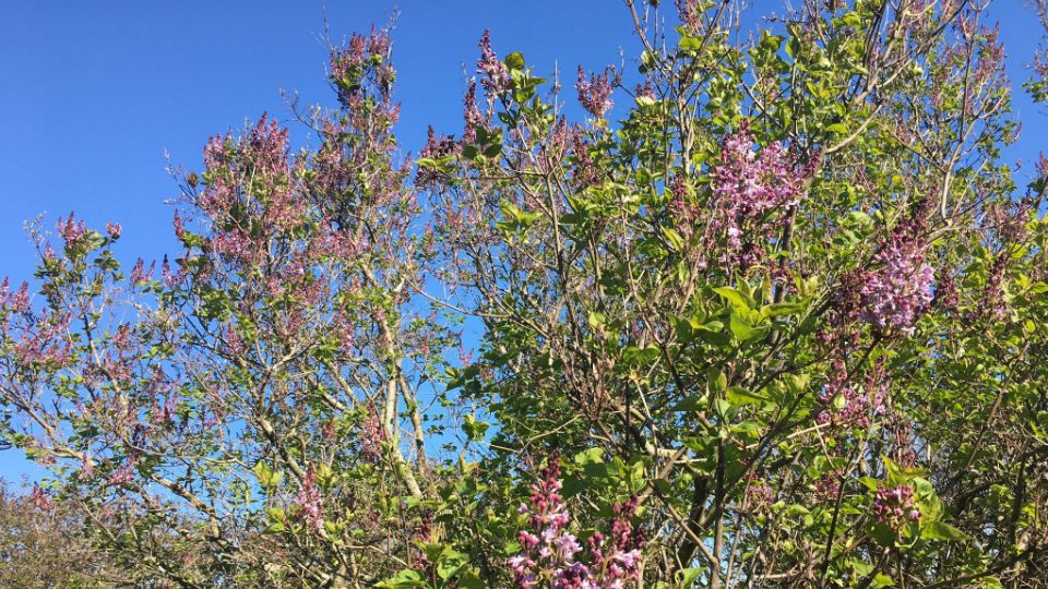 lilacs in bloom