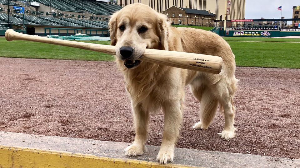 Rochester Red Wings, and Milo the Bat Dog, open season Friday