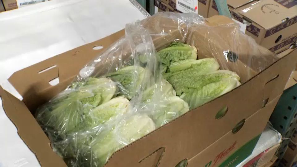 The Centers for Disease Control and Prevention has cleared Florida-grown romaine lettuce after a multi-state E. coli outbreak, Commissioner Adam Putnam announced today. 