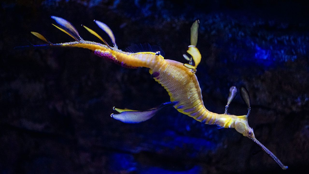 Rare pregnant Weedy Seadragon delights aquarium